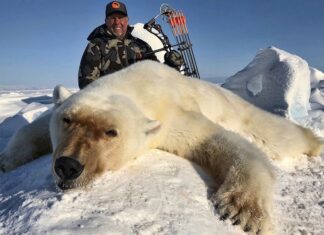 Urșii polari sunt pe cale de dispariție