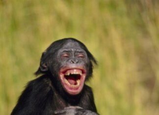 „Propaghează” de la Palatul Victoria