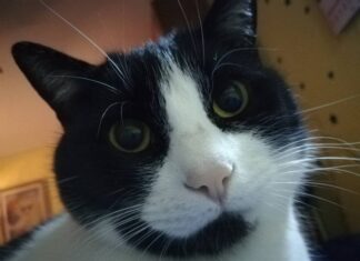 Vrei să adopți o pisică? Iată ce trebuie să știi