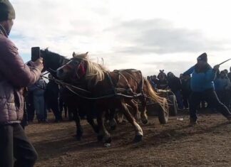 #News – Un nou caz de cruzime contra animalelor. Cai bătuți de Bobotează protectia animalelor