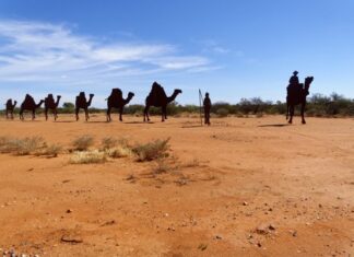 #News – 10.000 cămile din Australia vor fi împușcate