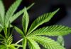 #News – Mult râvnita plantă a devenit legală în Illlinois