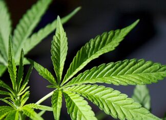 #News – Mult râvnita plantă a devenit legală în Illlinois