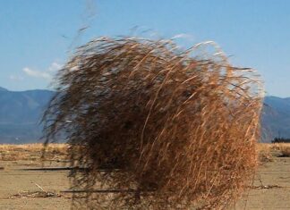 Autostradă blocată de vegetaţia uscată