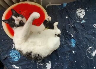 Cine n-are o pisică, să facă bine și să adopte