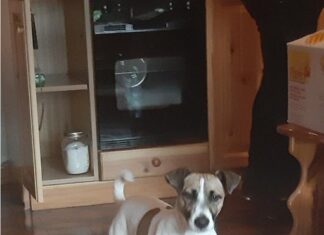 Drepturi egale de zbor pentru căței