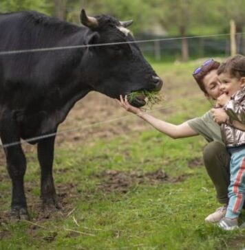 Olimpiada Compașiunii, organizată de primul sanctuar al animalelor de fermă salvate