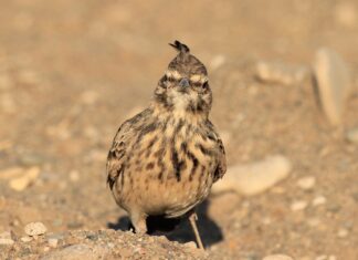 Masacrul ciocârliilor, pe sfârșite. Ministrul Alexe ia atitudine