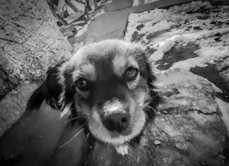 Iubiți și câinii vagabonzi