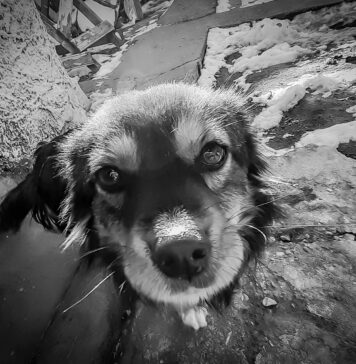 Se înființează „Poliția Animalelor”