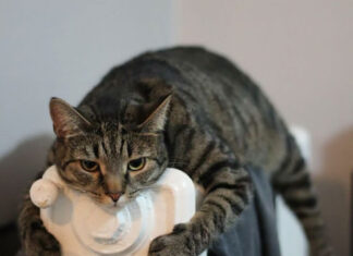 #News- Ministrul Economiei face economie: aruncă pisica în brațele primarilor