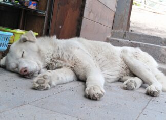 Pericolul Canin: sau cum să înveți să neiubești un câine