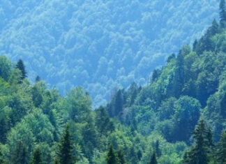 România, somată să oprească tăierile ilegale de arbori și să reducă poluarea