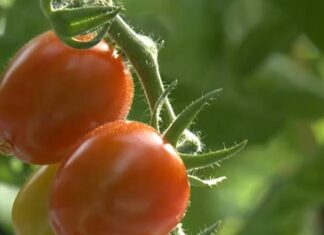 Ministrul Agriculturii, despre roșiile de la Glodeanu-Sărat: Sunt bune de mâncat