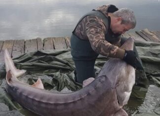 Un sturion salvat de către un pasionat de piscicultură Un sturion salvat de către un pasionat de piscicultură