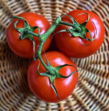 Descoperirile specialiștilor despre roșiile cultivate în cadrul programului”Tomate românești”