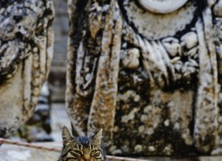 Turcia are grijă de cei lăsați pe străzi: căței și pisici