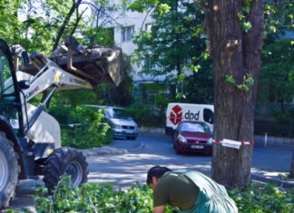 Robert Negoiță taie copaci vii și sănătoși. Cu zâmbetul pe buze