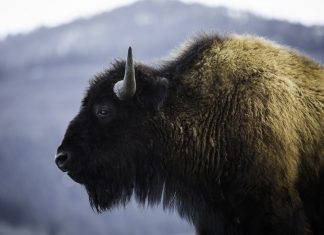 Carpathia: ”Munții Făgăraș devin acasă pentru zimbri”