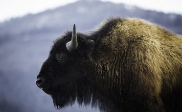 Carpathia: ”Munții Făgăraș devin acasă pentru zimbri”