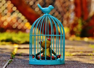 Cele 5 porunci stare de urgență – stare de alertă