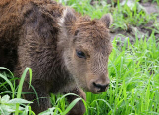 Puiul de zimbru: mândia ariei protejate și un mic simbol românesc