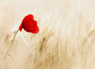 Acționăm responsabil, în echilibru cu natura! Ralf Kunze from Pixabay