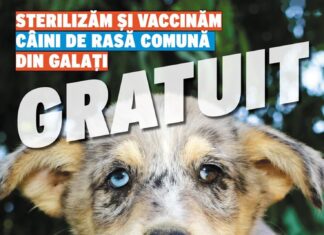 Animal Society derulează o campanie de educare și de sterilizări gratuite în Galați