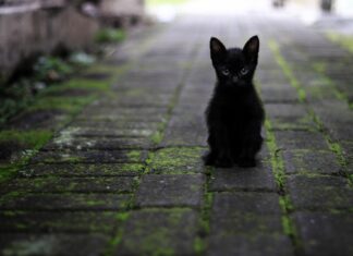 În Suedia, pisicile au mai multe drepturi ca oamenii din România