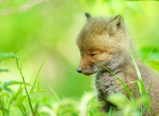 Christian Rutz și ”marea pauză a omenirii”