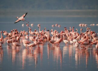O excursie în Deltă: păsări flamingo, liniște și relaxare
