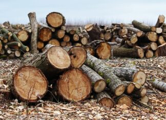 Rămânem fără păduri, dar ne mândrim cu ele