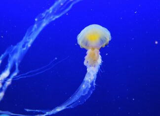 Politica gălățeană văzută subiectiv. (II)