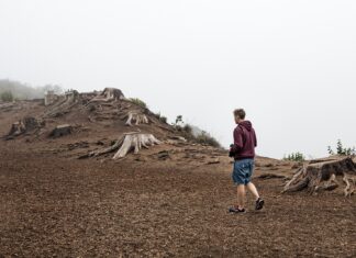 Cristina-Elena Dinu: păduri tăiate și exportate. Cu avizul Ministrului Mediului