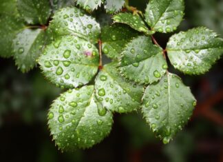 Planeta e mai verde când oamenii stau în casă