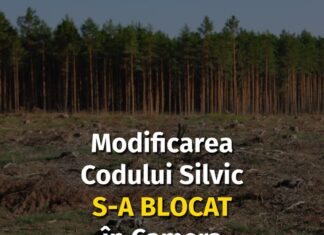 Declic cere o lege pentru pădure, nu pentru hoți
