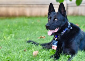 Polițistul te amendează, câinele polițist te salvează Șuier