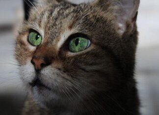 Ibrahim Kalin: pisica Gli rămâne în Hagia Sofia Gli