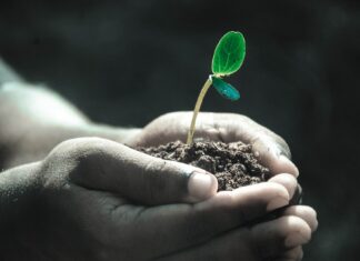 Semne bune Mircea Fechet are: vor fi plantate peste 2500 de păduri