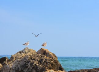 Anca Pavel Nedea și sabotajul turismului românesc