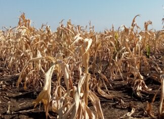 Rectificare. Bani pentru acordarea despăgubirilor la „Agricultură”