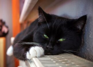 O carieră pe care o poți alege, dacă eşti…pisică