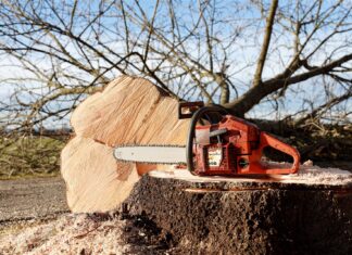 Declic: Pădurea moare când legea doarme