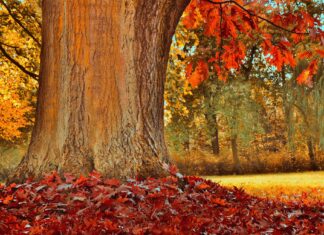 Un copac de 300 de ani: motive pentru a fi tăiat și motive pentru a fi salvat