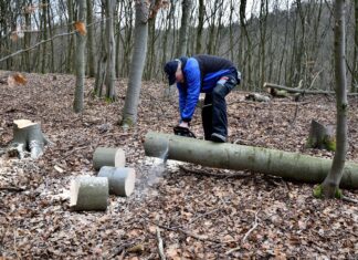 Scrisoare deschisă către Iohannis: ”Dispare pădurea!”