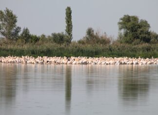 Galați: un oraș fără turiști, dar invadat de pelicani