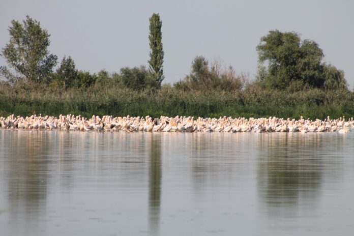 119044682_4590191967657674_6695472477688428060_o