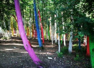Pădurea Colorată: un manifest împotriva defrișărilor