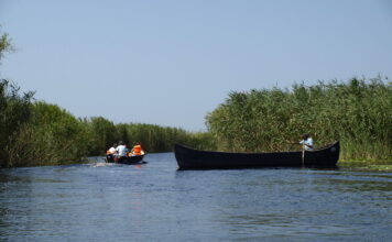 Cercetătorii din Delta Dunării susțin că sacrificarea cormoranilor nu va conduce automat şi la revigorarea resursei piscicole Delta Dunării