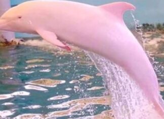 Raritate a naturii: delfinii roz au revenit în apele din Hong Kong